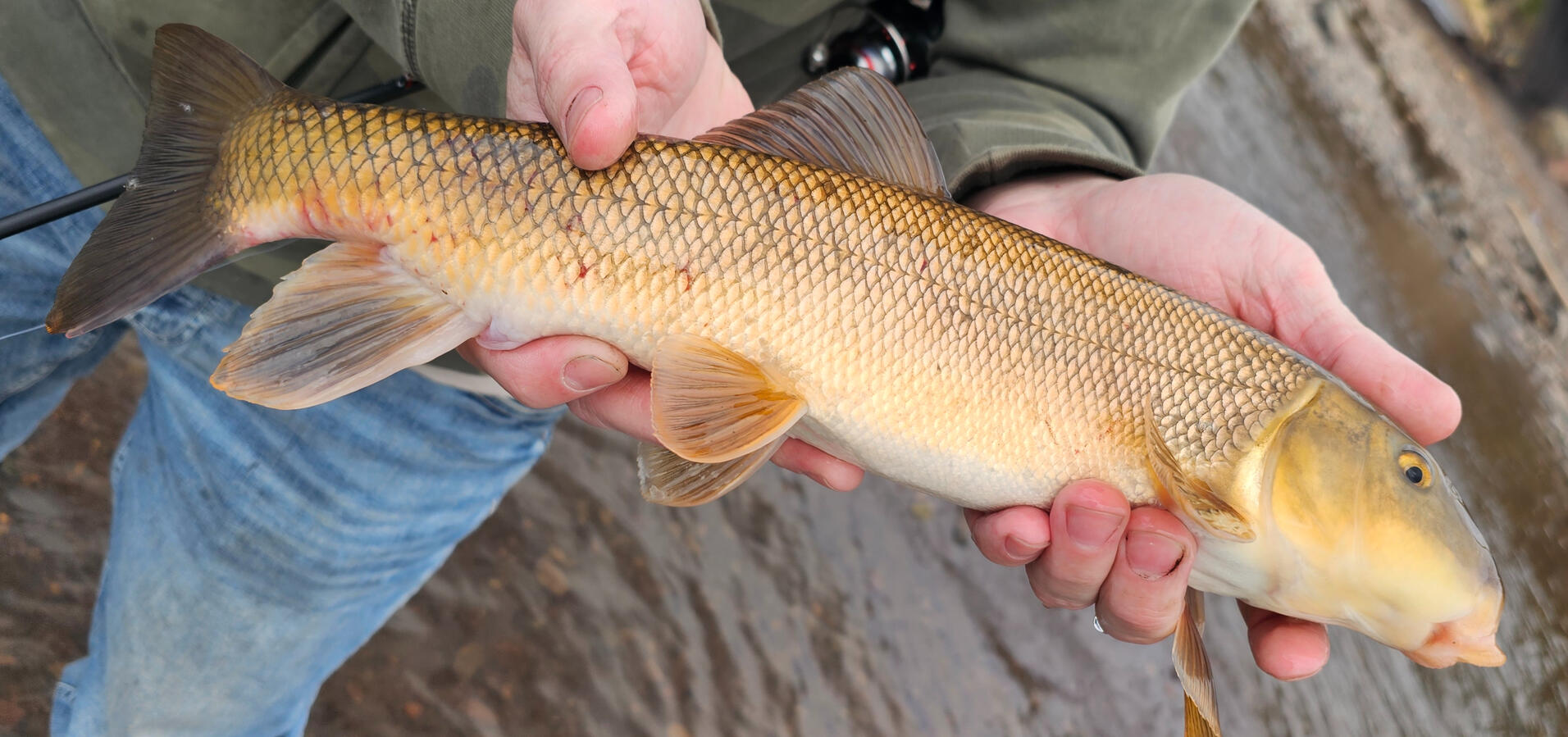 White Sucker