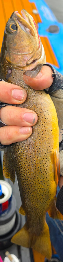 Cutthroat Trout