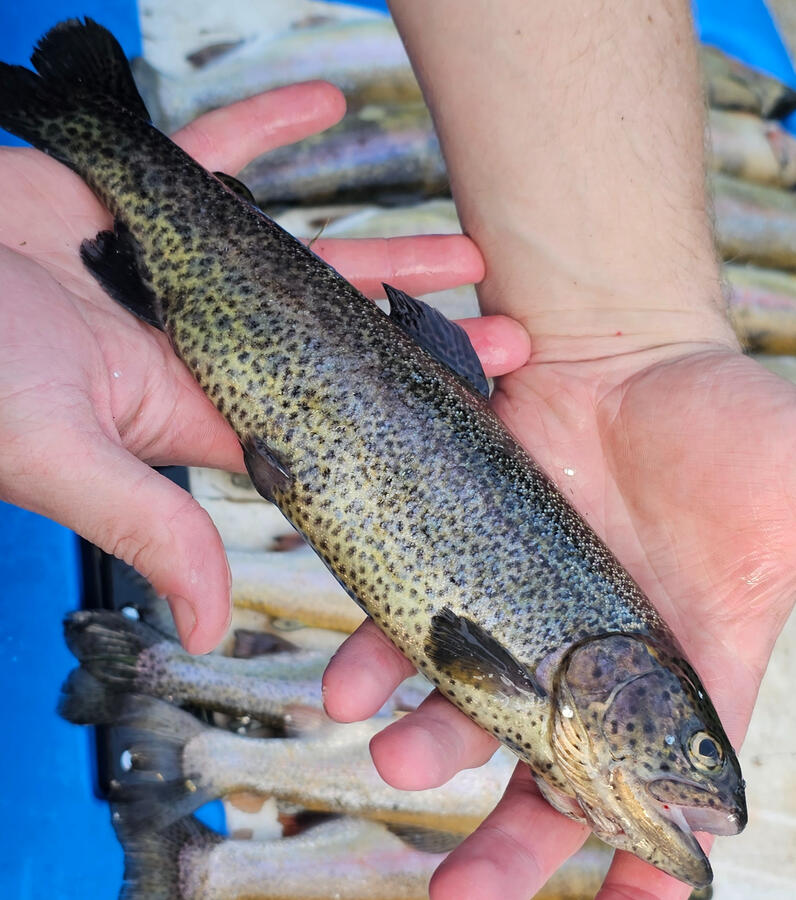 Rainbow Trout