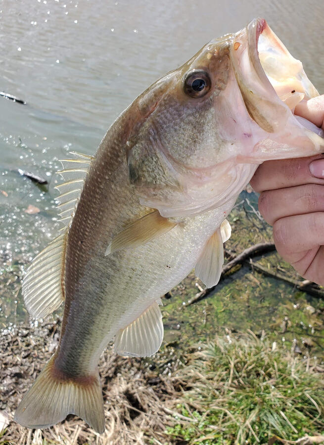 Largemouth Bass