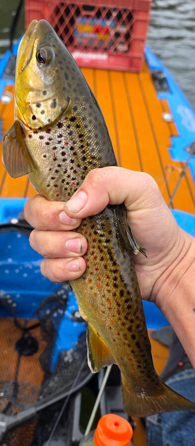 Brown Trout