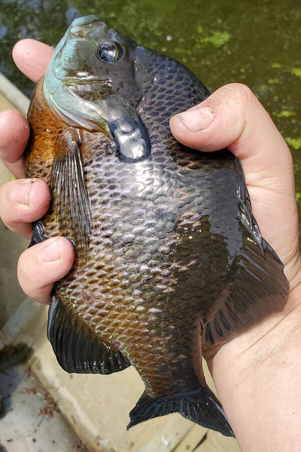 Bluegill