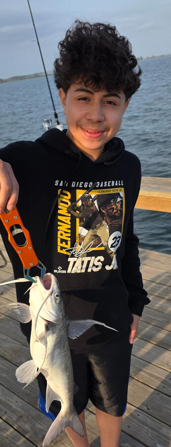 Gafftopsail Catfish