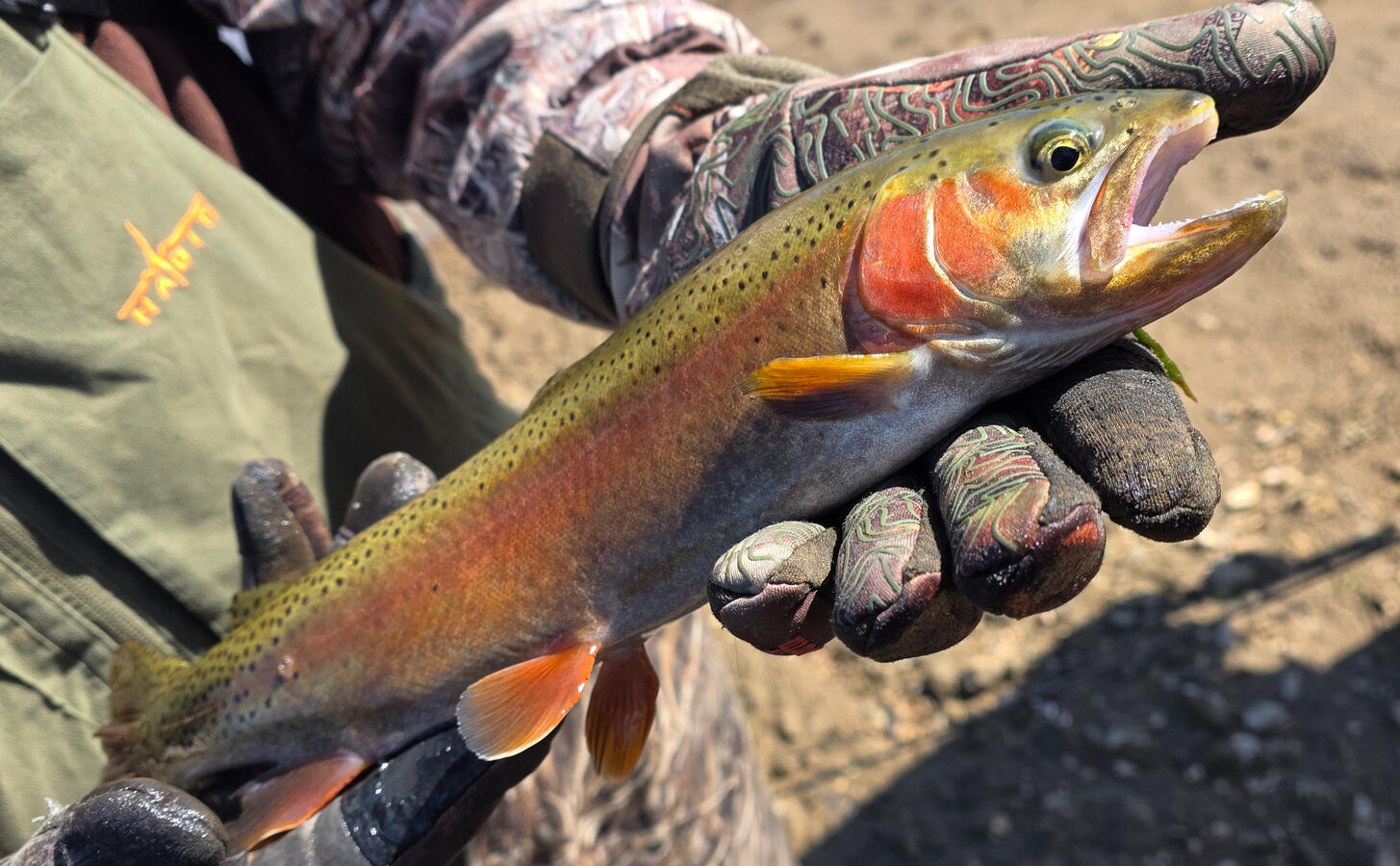 Rainbow Trout