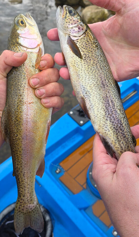 Rainbow Trout