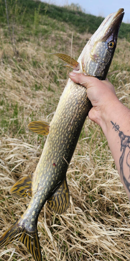 Northern Pike